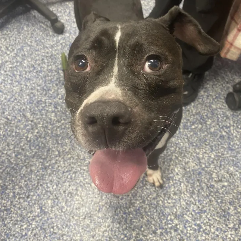An adult large-sized female Black Pit Bull Terrier dog named Oreo for adoption in Belleville, IL