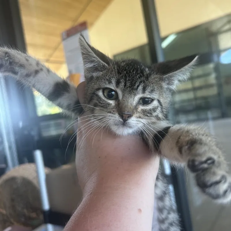 A baby small-sized female Black Domestic Short Hair cat named Katara for adoption in Leander, TX