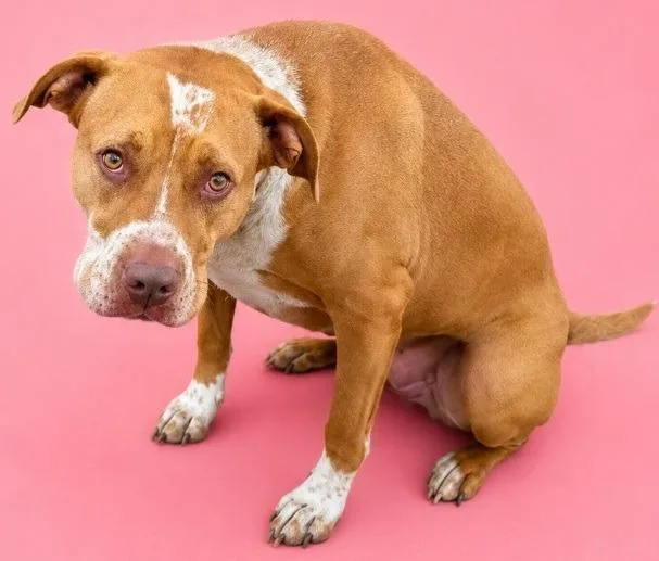 An adult large-sized female Pit Bull Terrier dog named Cookie for adoption in Wauchula, FL