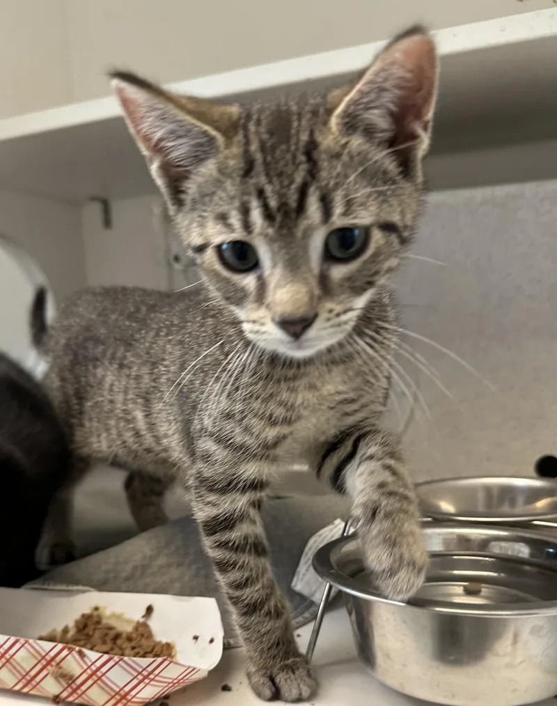 A baby small-sized male Tabby (Brown / Chocolate) Domestic Short Hair cat named Monkey D Luffy for adoption in Manassas, VA