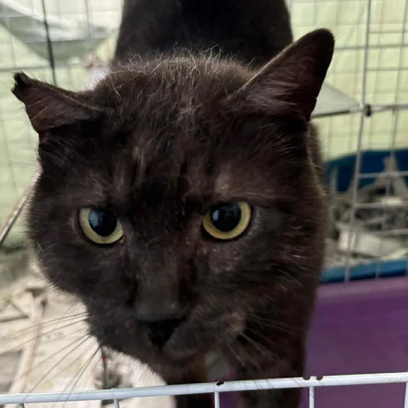 An adult small-sized male Black Domestic Short Hair cat named Ube for adoption in Washington, DC