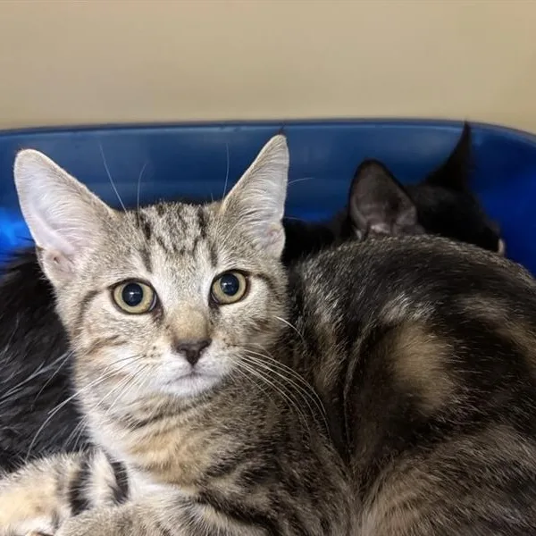 A baby medium-sized male Tabby (Brown / Chocolate) Domestic Short Hair cat named October for adoption in Prince Frederick, MD