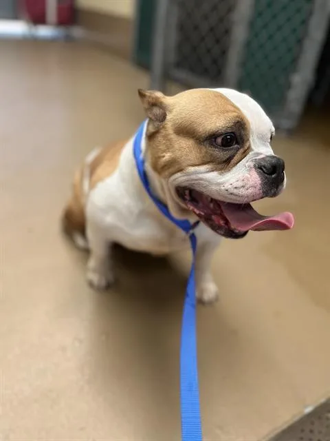An adult large-sized female American Bulldog dog named A for adoption in Chula Vista, CA
