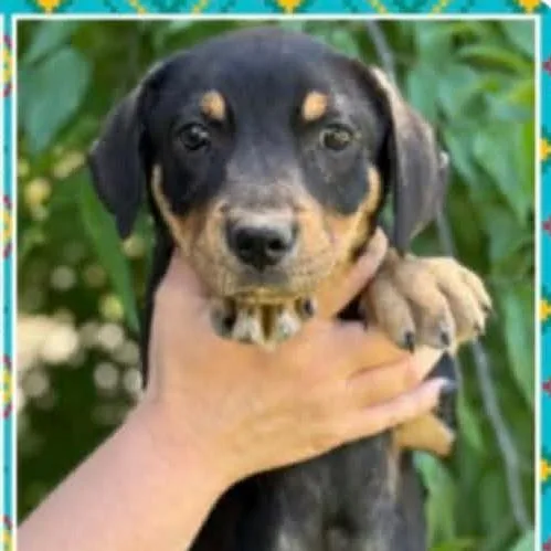 A baby small-sized male Black Mixed Breed dog named Shane for adoption in Buffalo, MN