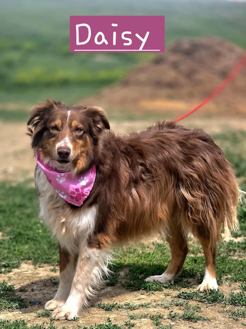 An adult medium-sized female Brown / Chocolate Australian Shepherd dog named Daisy for adoption in Walthill, NE