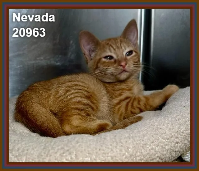 A baby medium-sized female Tabby (Orange / Red) Domestic Short Hair cat named Nevada for adoption in Marietta, GA
