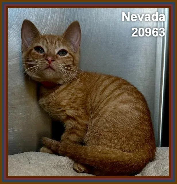 Nevada thumbnail 2