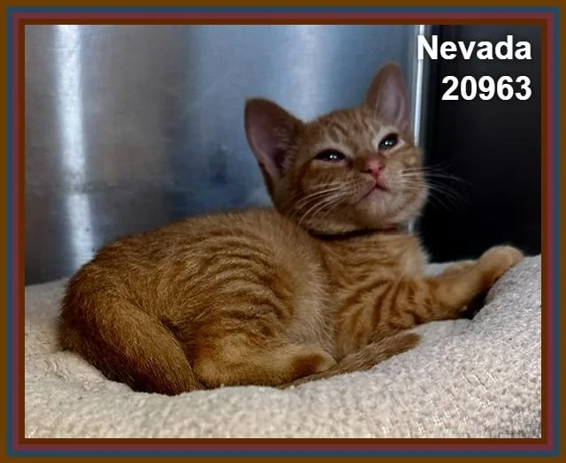 Nevada thumbnail 4