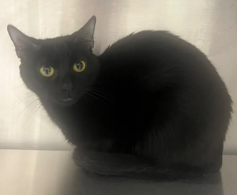 A baby medium-sized female Domestic Short Hair cat named Olala  Ac  for adoption in Greeneville, TN