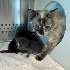 An adult medium-sized female Siamese cat named Millie for adoption in Norman, OK