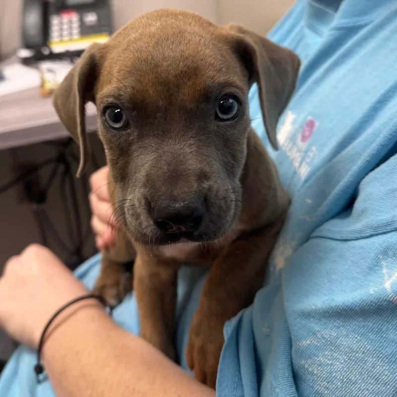 A baby medium-sized male Brown / Chocolate Mixed Breed dog named Meatloaf for adoption in Columbiana, AL