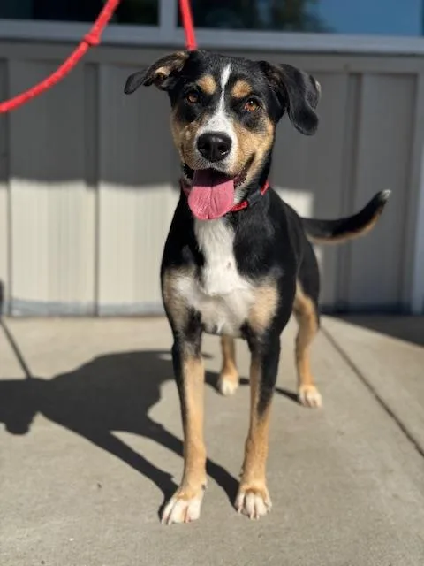 A young medium-sized female Black Mixed Breed dog named Rye for adoption in Benton Harbor, MI