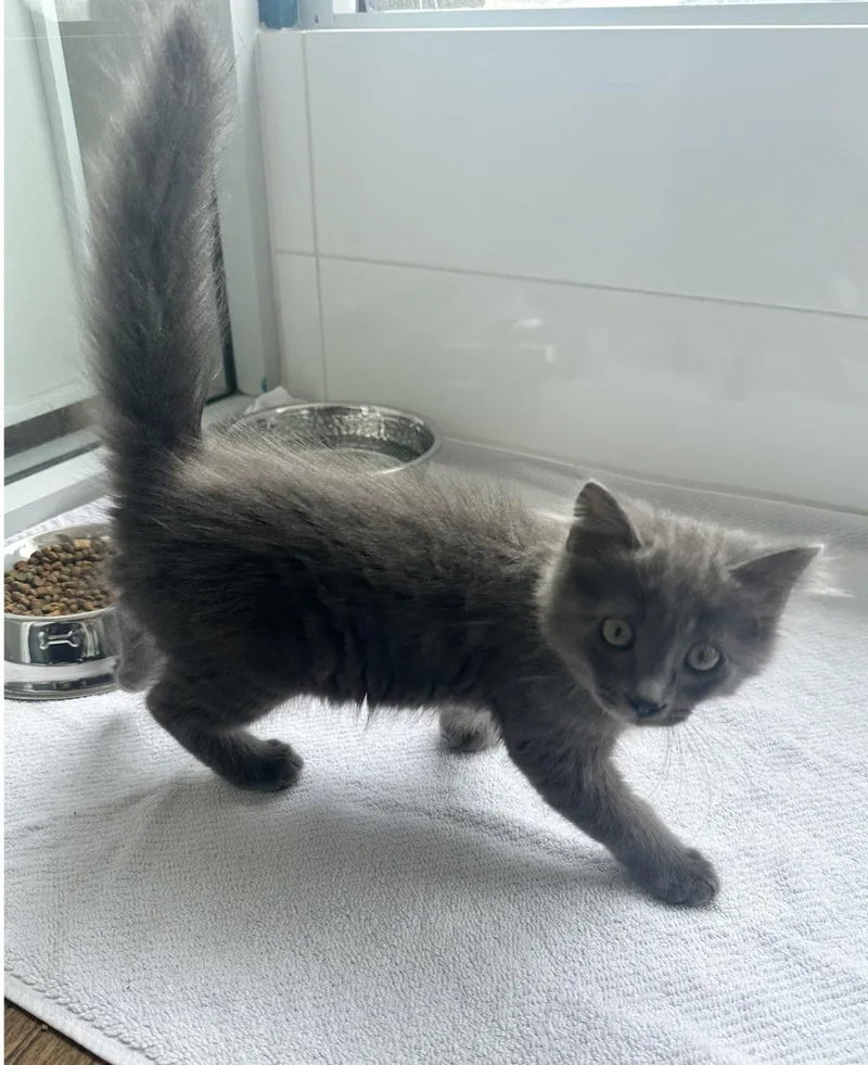 A baby small-sized male Gray / Blue / Silver Domestic Long Hair cat named Buddha for adoption in La Jolla, CA