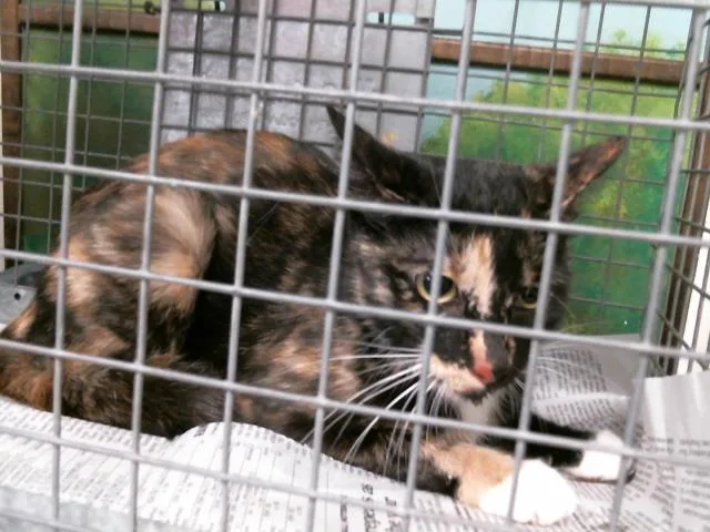 A young medium-sized female Domestic Short Hair cat named Sandy Dee for adoption in Houston, TX