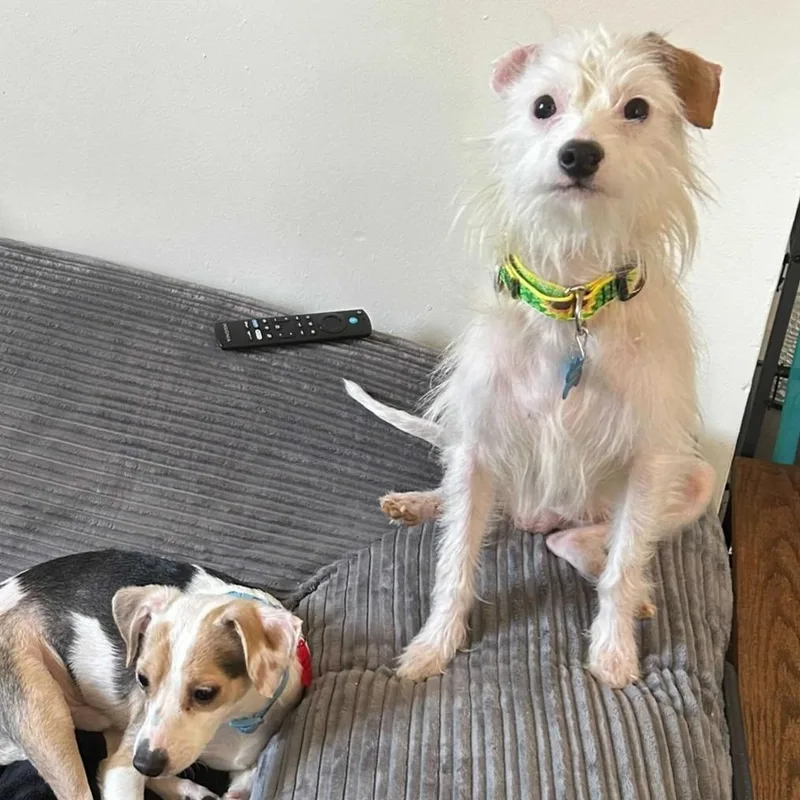 Prickly Pear thumbnail 2