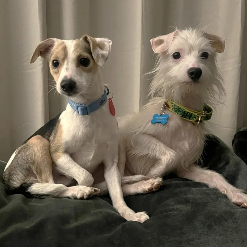 Prickly Pear thumbnail 3