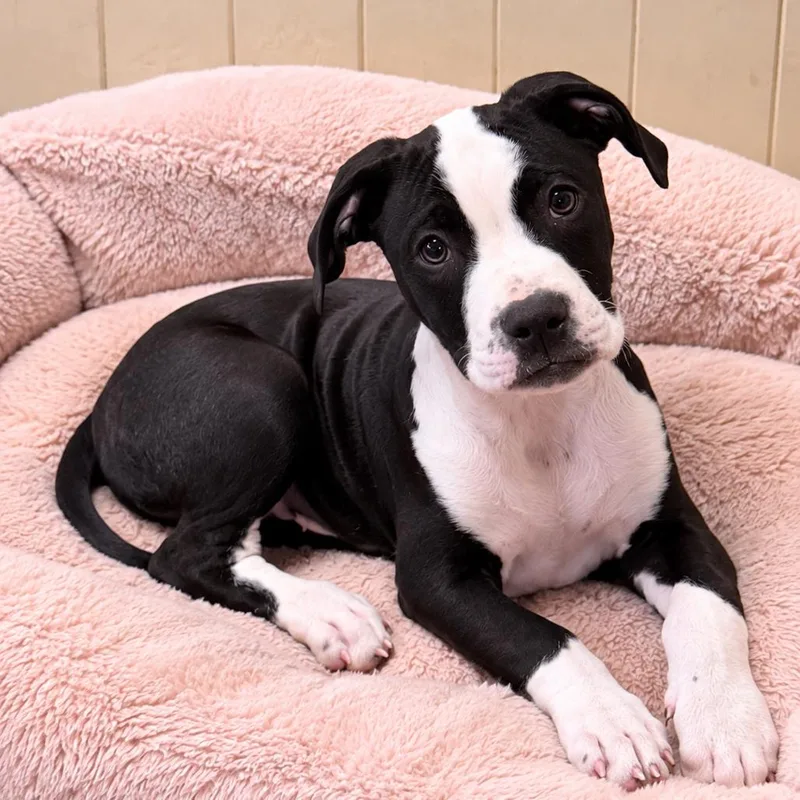 A baby medium-sized male American Bulldog dog named Buddy for adoption in Northville, MI