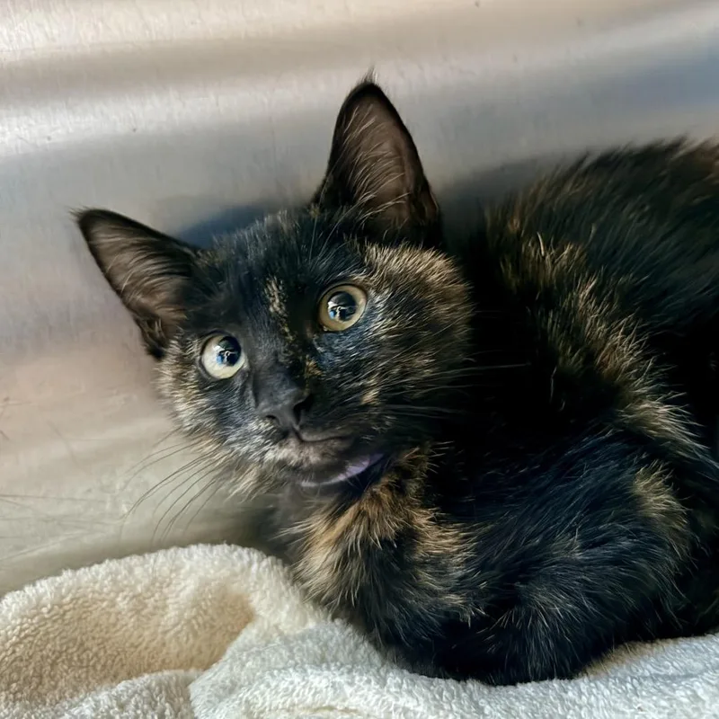 A baby small-sized female Domestic Short Hair cat named Sam for adoption in Palm Springs, CA