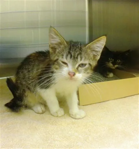 A baby small-sized female Domestic Short Hair cat named Magnolia for adoption in Omaha, NE