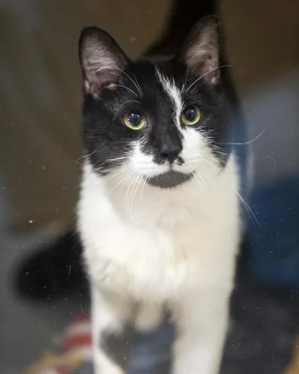 An adult large-sized male Domestic Short Hair cat named Billy for adoption in Pequot Lakes, MN