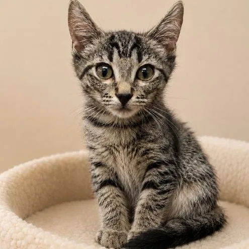 A baby medium-sized female Tabby (Gray / Blue / Silver) Domestic Medium Hair cat named Little Debbie for adoption in Cranston, RI