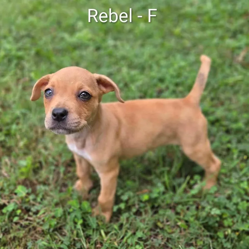 A baby medium-sized female Retriever dog named Rebel for adoption in Griswold, CT