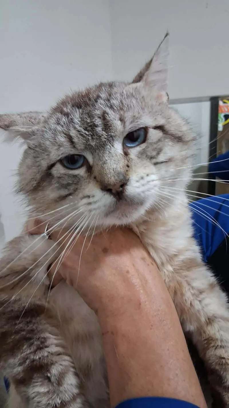 An adult medium-sized male Gray & White Siamese cat named Diet Coke for adoption in Eugene, OR