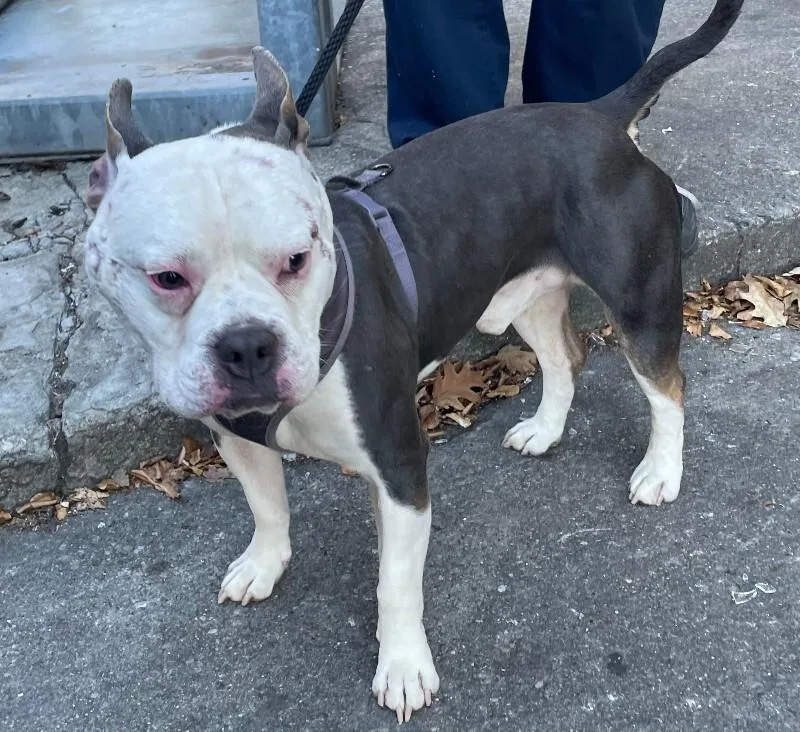 An adult medium-sized male Tricolor (Brown, Black, & White) Mixed Breed dog named Homer for adoption in Cincinnati, OH