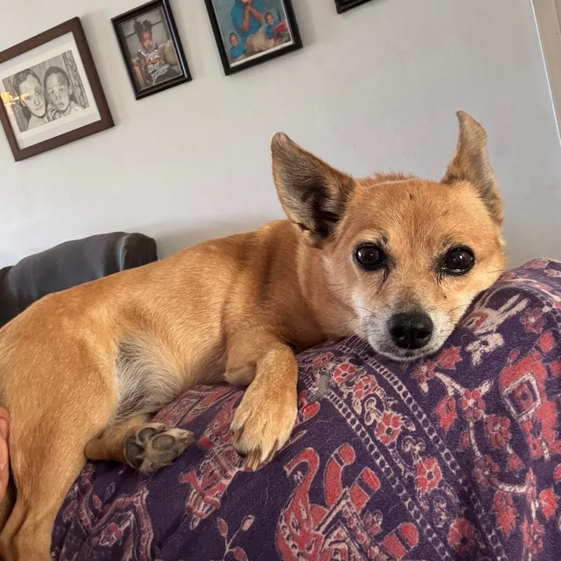 A senior small-sized female Yellow / Tan / Blond / Fawn Mixed Breed dog named Foxey for adoption in Gainesville, FL