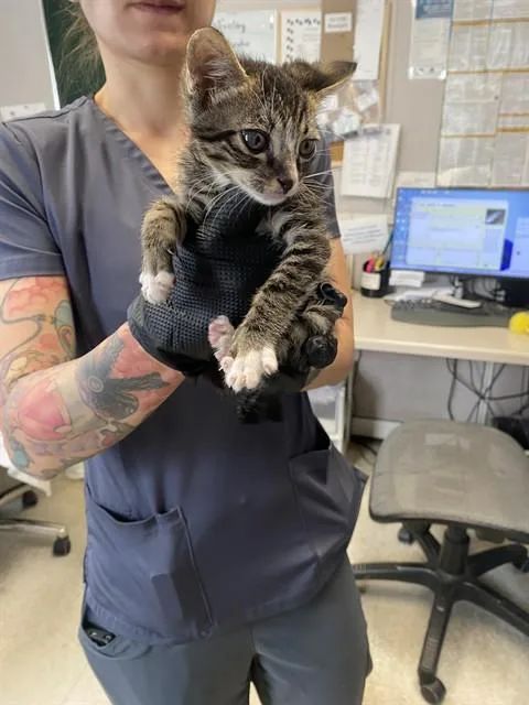 A young small-sized male Domestic Short Hair cat named Asher for adoption in Stockton, CA
