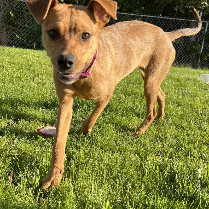 A young medium-sized female Yellow / Tan / Blond / Fawn Rottweiler dog named Zaria for adoption