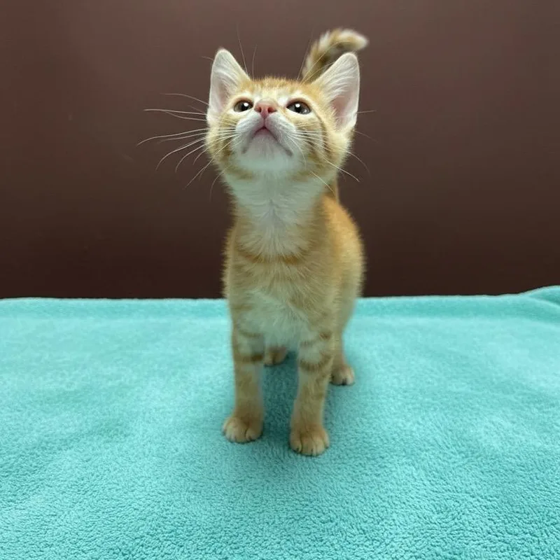A baby small-sized male Orange / Red Domestic Short Hair cat named Mayor McCheese for adoption in Enid, OK