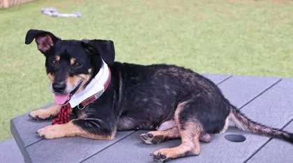 An adult small-sized male Mixed Breed dog named Meyer for adoption in Athens, GA