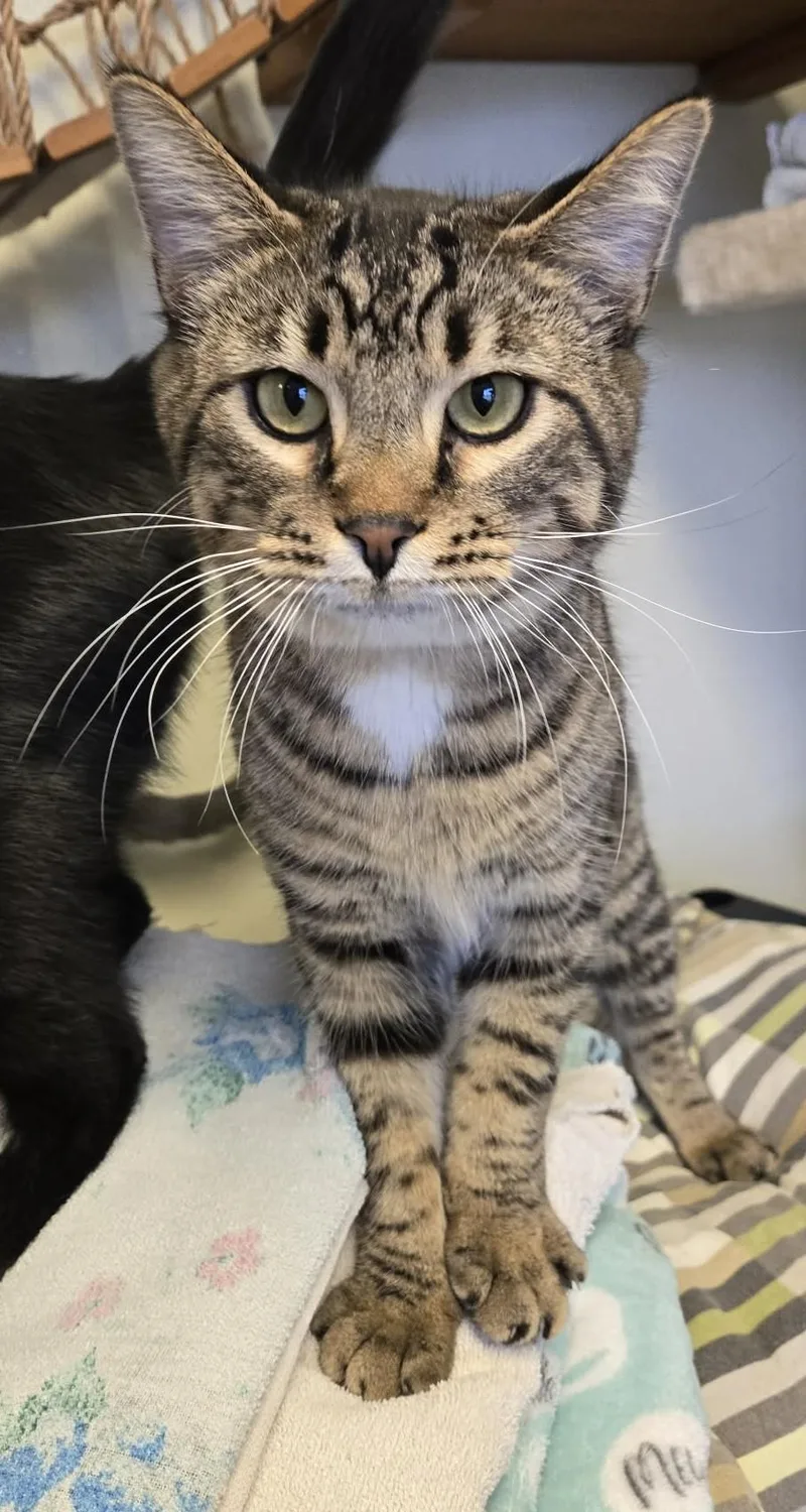 An adult medium-sized male White Domestic Short Hair cat named Tango for adoption in Larned, KS