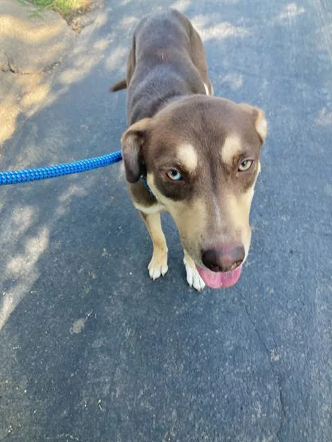 A young large-sized female Mixed Breed dog named Brownie for adoption in Dallas, TX