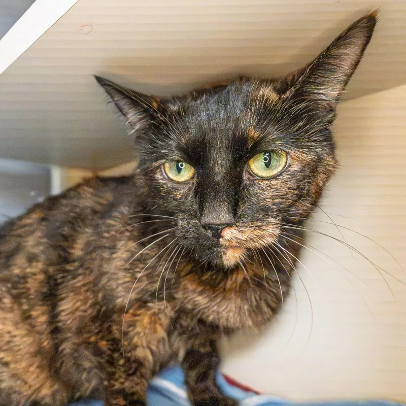 An adult medium-sized female Tortoiseshell Domestic Short Hair cat named Twilight for adoption in South Elgin, IL