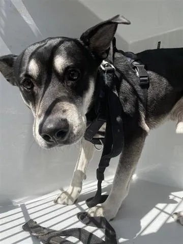 An adult large-sized male Husky dog named A for adoption in Houston, TX
