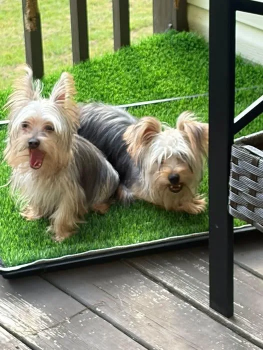 A young small-sized male Yorkshire Terrier dog named Leo & Theo for adoption in Matthews, NC