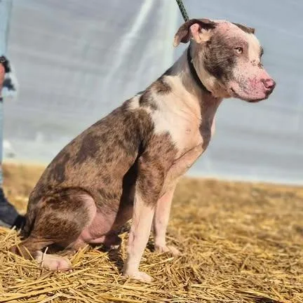 Brutus