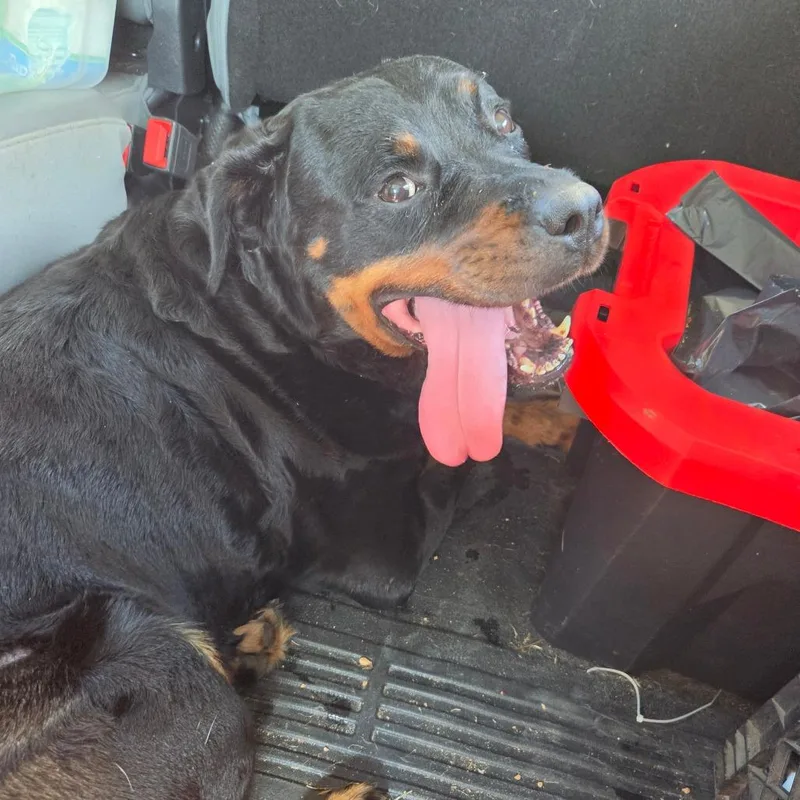 An adult large-sized female Black Rottweiler dog named Bubbles for adoption in Birmingham, AL