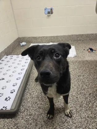 An adult medium-sized female Siberian Husky dog named River for adoption in Westland, MI