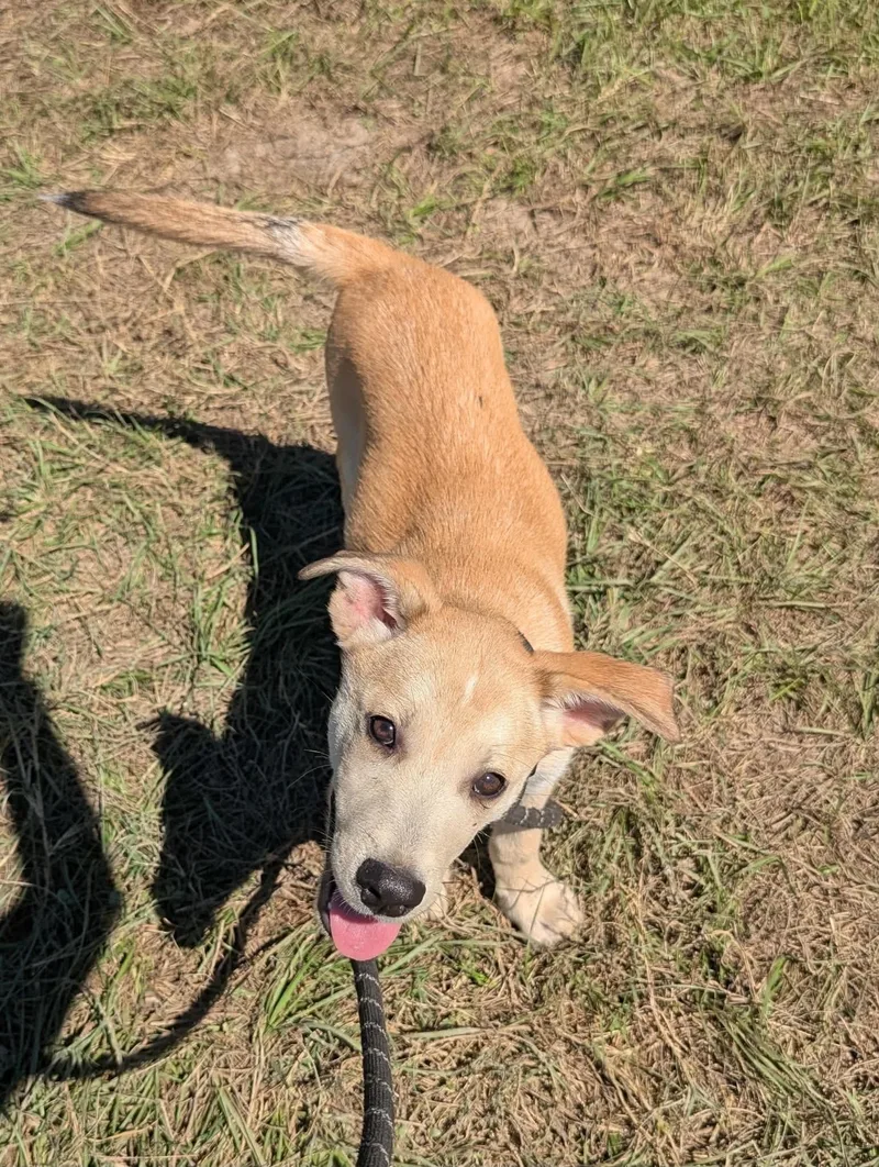 A baby large-sized male Yellow Labrador Retriever dog named Jags for adoption in Jacksonville, FL