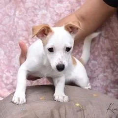 A baby small-sized female Tricolor (Brown, Black, & White) Chihuahua dog named Kinsley for adoption in Conroe, TX