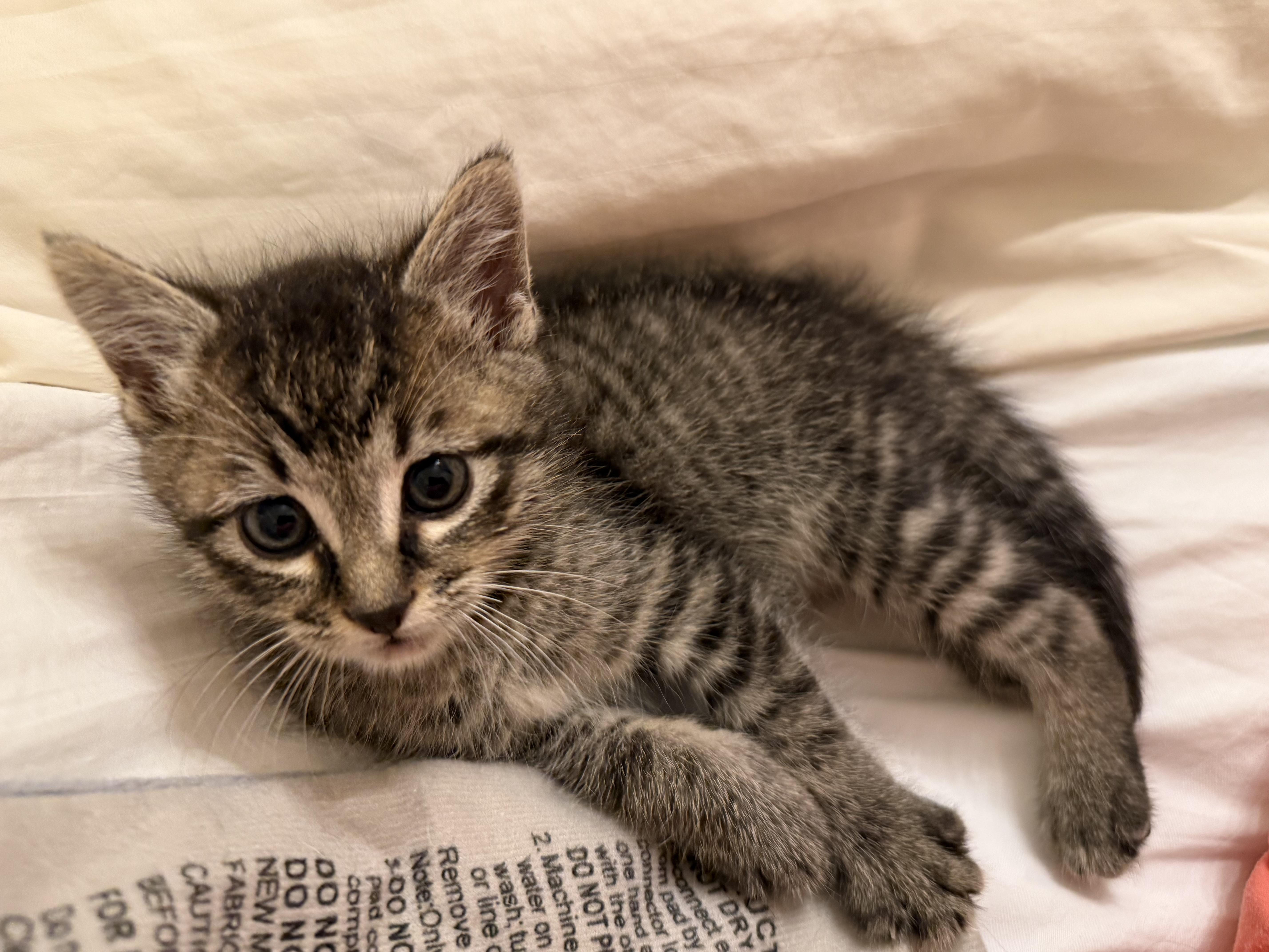 A young medium-sized male Domestic Short Hair cat named Levi for adoption in Harvey, LA