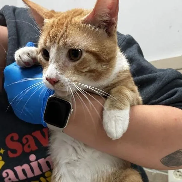 An adult large-sized male Domestic Short Hair cat named Dib for adoption in Davenport, IA