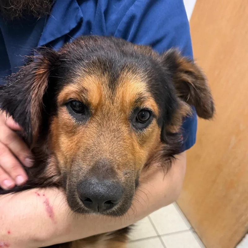 An adult medium-sized male Black Mixed Breed dog named Marko for adoption in Charleston, WV