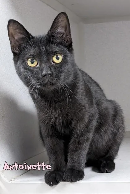 A baby small-sized female Domestic Short Hair cat named Antoinette for adoption in Mason, MI