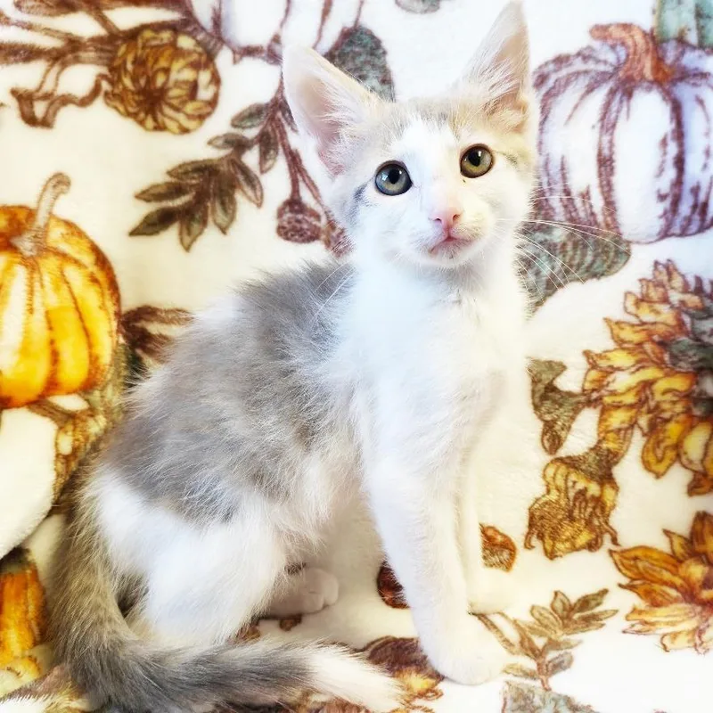 A baby small-sized female Buff / Tan / Fawn Domestic Short Hair cat named Apple for adoption in Mount Juliet, TN