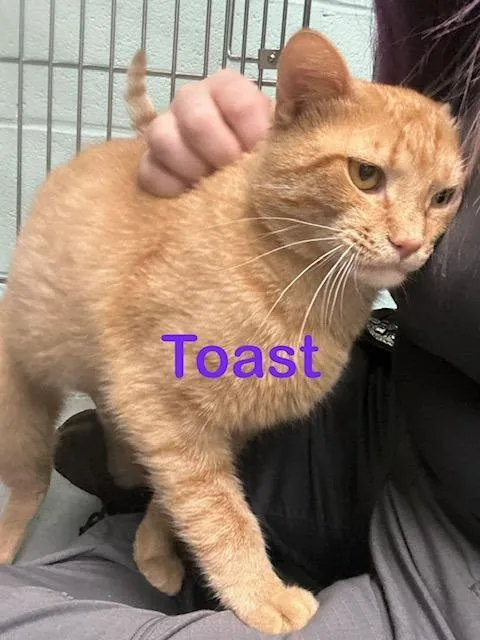 A baby medium-sized male Domestic Short Hair cat named Toast for adoption in New Bern, NC