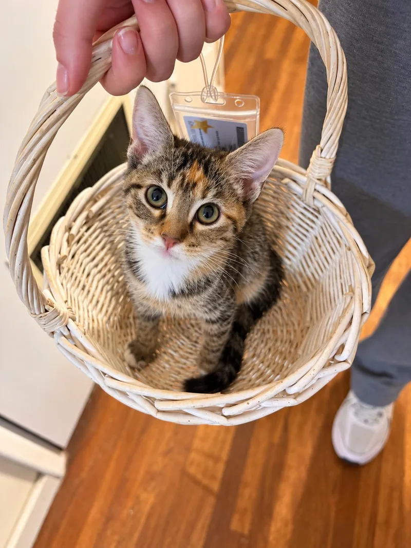 A baby medium-sized female Calico cat named Isabella P for adoption in Fresno, CA